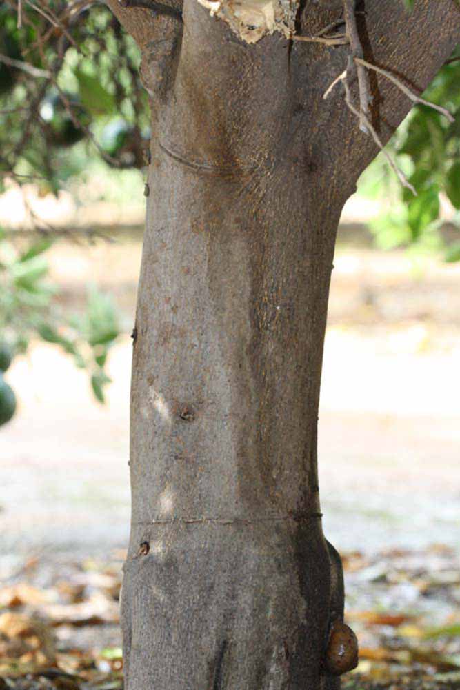            Bark (Riverside, CA)   